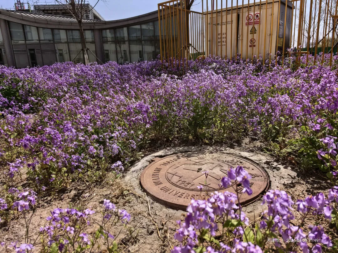 偶然看见的一片紫色的花 花海