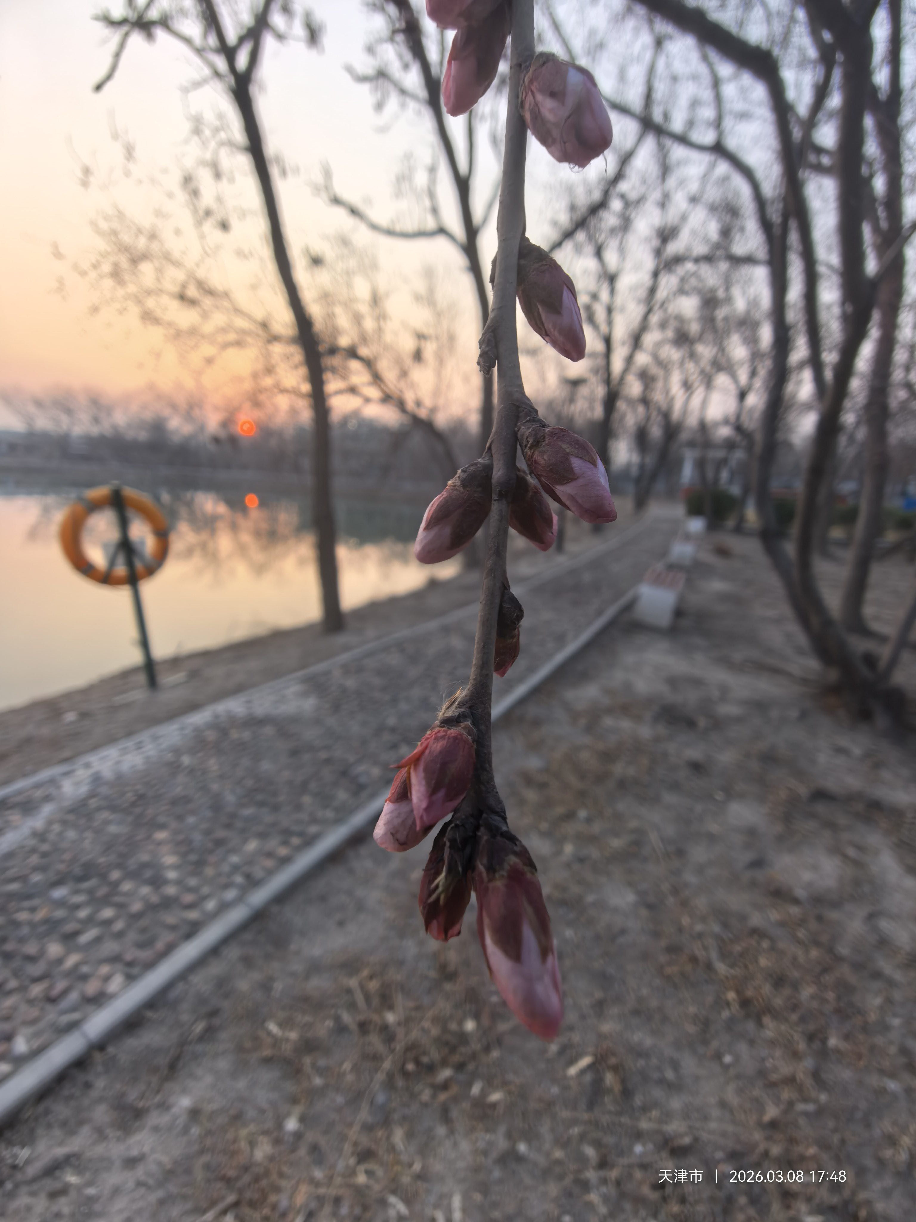 正要绽放 正要绽放